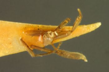 Media type: image; Entomology 21551   Aspect: body parts